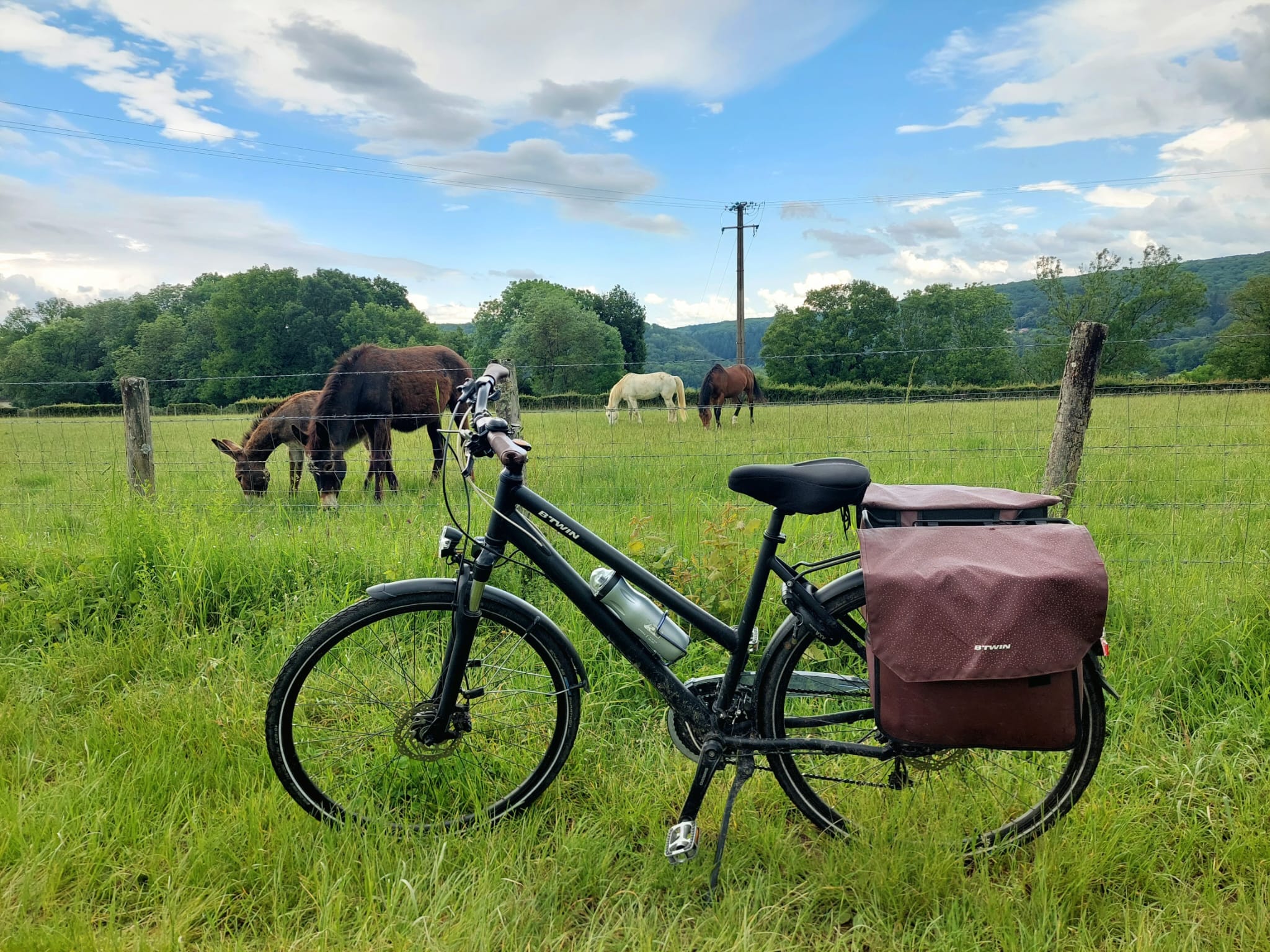 vélos dans la nature